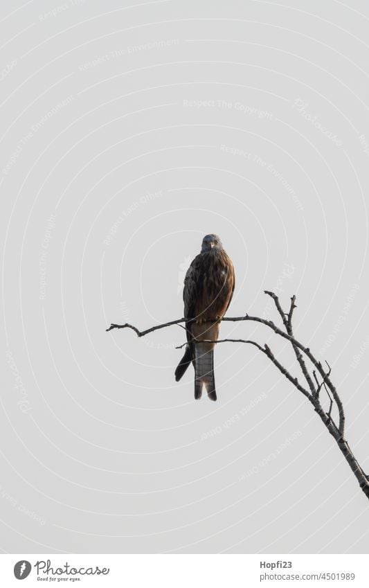 Rotmilan auf einem Ast sitzend Milan Roter Milan Greifvogel Vogel fliegen Himmel Natur Flügel Tier Außenaufnahme Schnabel Jäger Tierwelt Gefieder Vogelflug