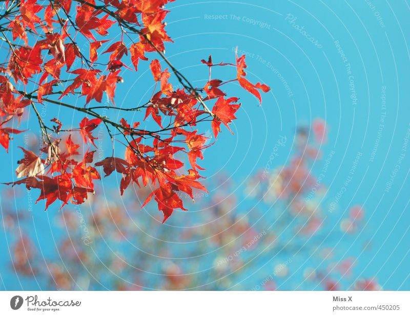 rot-blau Himmel Herbst Schönes Wetter Baum Blatt Ahorn Ahornblatt Herbstlaub Herbstfärbung Herbstbeginn Ast Zweig mehrfarbig Außenaufnahme Menschenleer