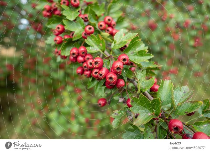 Früchte vom Weißdorn Frucht Lebensmittel Gesunde Ernährung Gesundheit Bioprodukte Weissdorn Weißdornbeere Weißdornhecke Weißdornzweige rot Natur Farbfoto