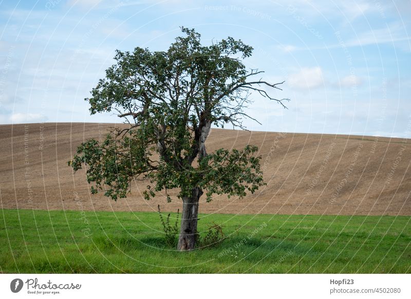 Landschaft im Sommer Natur Nahaufnahme ländlich Feld Ackerboden acre Himmel Baum Außenaufnahme blau Menschenleer Tag Farbfoto Sonnenlicht Wetter Kontrast