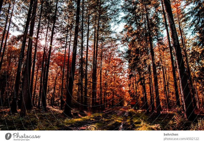 tief aus dem walde Wärme verträumt Märchenhaft geheimnisvoll Sonnenlicht schön Hoffnung Kontrast fantastisch Farbfoto Wald Außenaufnahme Sträucher Blatt Licht