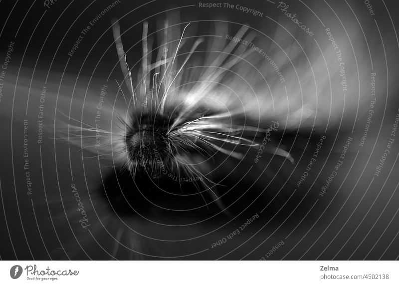 Schmetterlingsraupe in Schwarz und Weiß Raupe Nahaufnahme Makro Gegenlicht haarig Auge Natur schwarz Schwarzweißfoto Monochrom Tierwelt Makroaufnahme