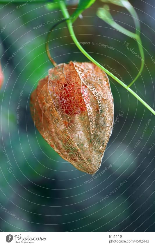 Physalis trockene Blütenhülle mit reifer Frucht Herbst Lampionblume Staude Zierpflanze Physalis alkekengi lampionförmig Fruchtschmuck durchscheinend Gitternetz