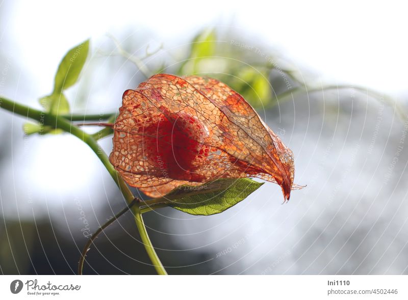 Physalis trockene Blütenhülle mit reifer Frucht Herbst Lampionblume Staude Zierpflanze Physalis alkekengi lampionförmig Fruchtschmuck durchscheinend Gitternetz