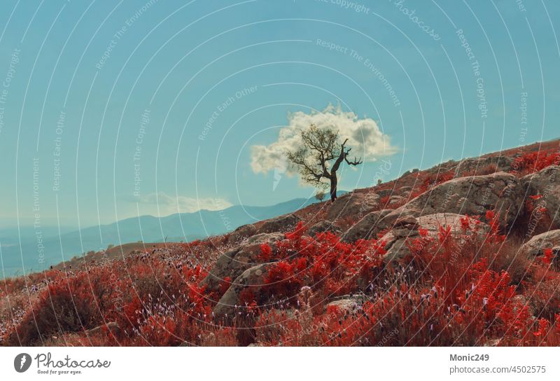 Baum mit Wolke, die seine Blätter imitiert. Magische Landschaften Cloud Baumwolle Schutzdach Laubwerk Vegetation magisch Berge u. Gebirge Sonnenuntergang warm