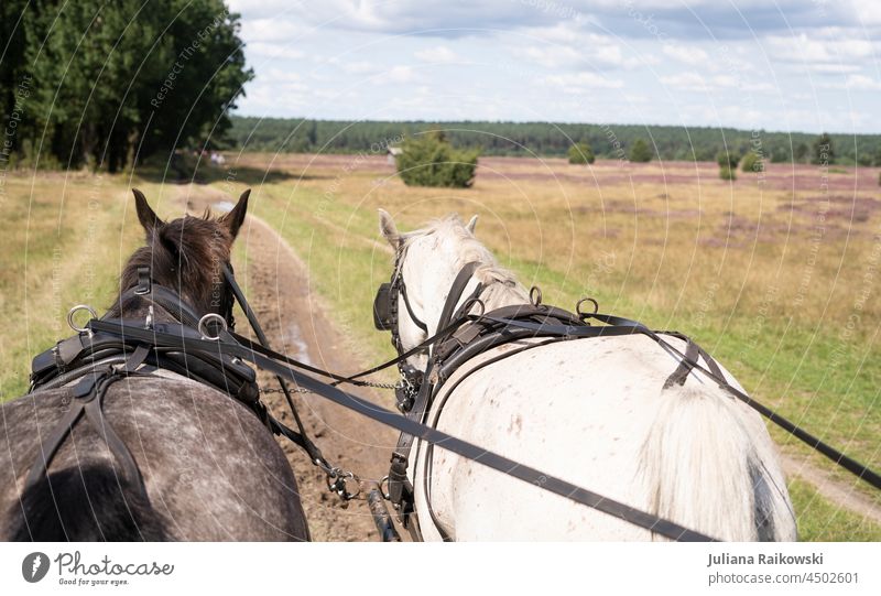 Kutschenfahrt durch die Lüneburger Heide im Sommer Farbfoto Blick Umwelt Natur Außenaufnahme Freude schön Glück Naturverbundenheit Umweltschutz ästhetisch