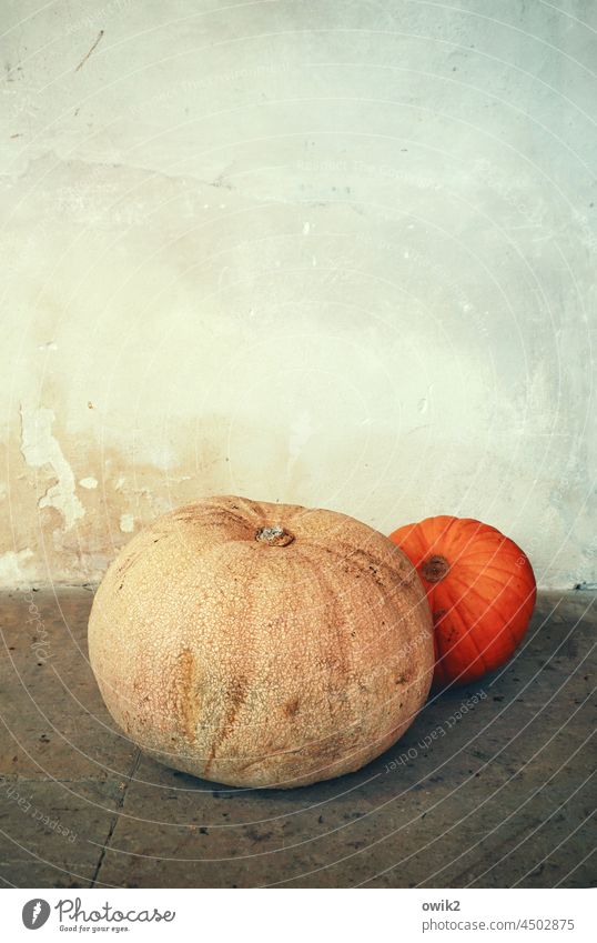 Erntedankfest Kürbisse Gemüse Lebensmittel Saison Menschenleer Kürbissaison Gesundheit herbstlich Dekoration & Verzierung Herbst Herbstbeginn Kürbiszeit