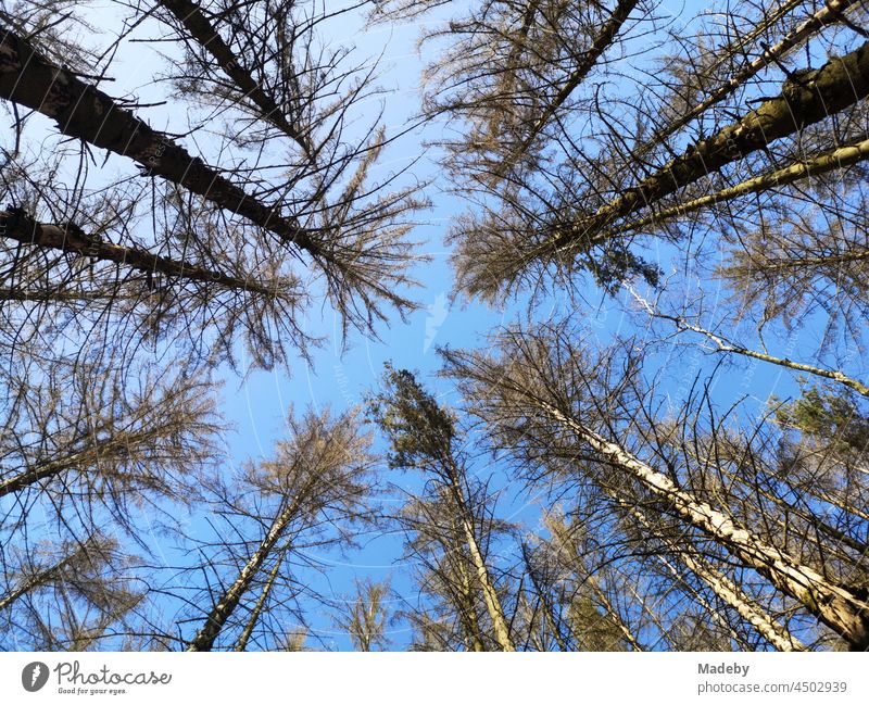 Alte kranke Föhren und Kiefern vor blauem Himmel bei Sonnenschein am Hermannsweg in Oerlinghausen bei Bielefeld im Teutoburger Wald in Ostwestfalen-Lippe Baum