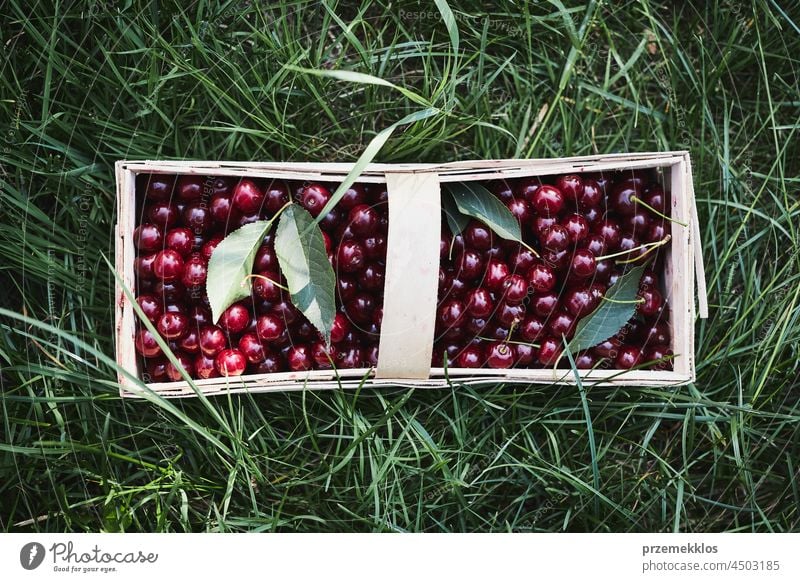 Reife Kirschen in Holzkorb auf Gras. Container voll mit Früchten Kommissionierung Frucht Ernte pflücken Sammeln saftig Wachstum horizontal Frische Ernten