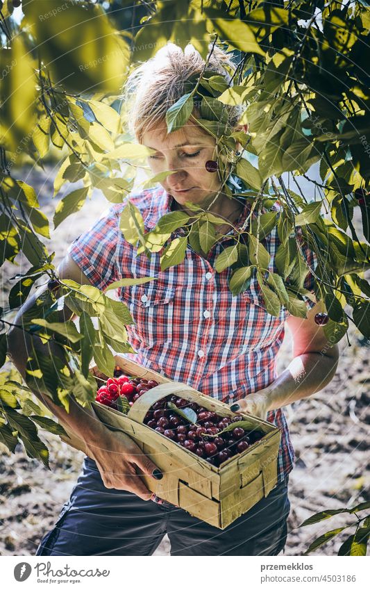 Frau pflückt Kirschen im Obstgarten. Gärtner bei der Arbeit im Garten Kommissionierung Frucht Landwirt Ernte pflücken Sammeln saftig Wachstum horizontal Frische