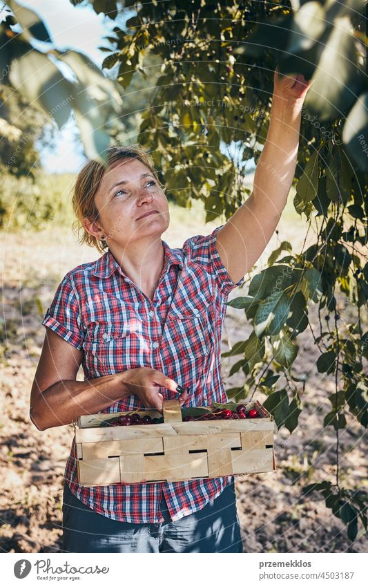 Frau pflückt Kirschen im Obstgarten. Gärtner bei der Arbeit im Garten Kommissionierung Frucht Landwirt Ernte pflücken Sammeln saftig Wachstum horizontal Frische