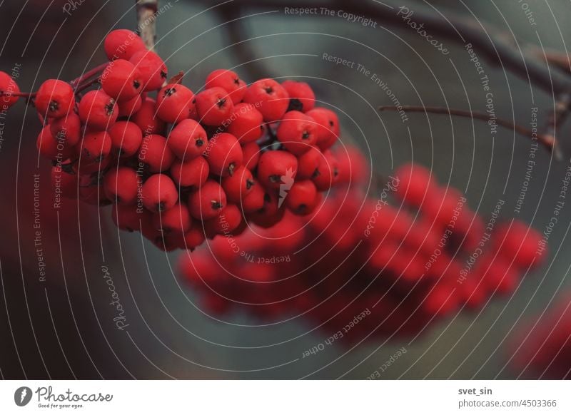 Trauben roter reifer Vogelbeeren in Nahaufnahme auf kahlen Zweigen im Freien. Beeren Herbst Hintergrund fallen Haufen Ast Natur kalt Vogelbeerbaum orange Farbe