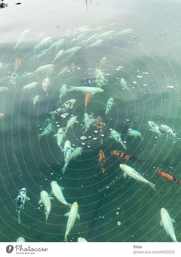 Ein Fischschwarm im Wasser Fische Schwarm Teich See durcheinander rot weiß orange viele Tiergruppe