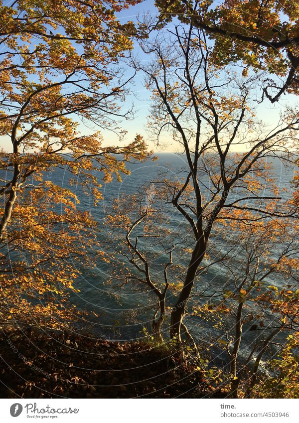 Herbstlicht bäume baum buche herbst sonnig natur nationalpark herbstfarben baumstamm goldener oktober ostsee wasser wellen