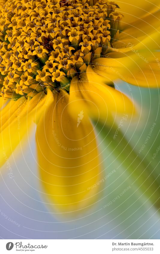 Blütenstand von Heliopsis helianthoides aus Nordamerika; Sonnenauge Gartensonnenauge Asteraceae Compositae Pflanze Staude ausdauernd Röhrenblüten