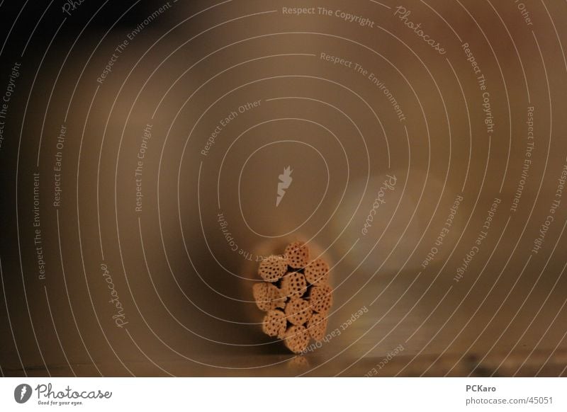 Duft-Holz Parfum Essstäbchen Geruch zusammengebunden Makroaufnahme Nahaufnahme Fibrillen aufstellen