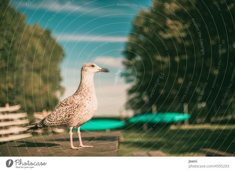 Möwe steht auf einem Tisch und wartet auf Futter Möwenvögel sitzen stehen warten Blick blicken Essen Tierporträt Wildtier Vogel nah Feder maritim blau