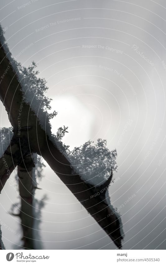 Schneeflöckchen Weißröckchen. Unscheinbare Schneeflocke im Scheinwerferlicht Frost Eis Winter authentisch Eiskristall Gedeckte Farben natürlich Licht