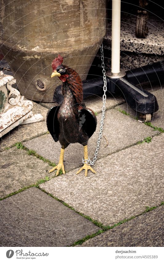 In Ketten Haft genommen . Der Hahn wurde mit einer langen Kette angebunden . Da war kein Entkommen mehr  auf dem Bürgersteig möglich. Außenaufnahme Tierporträt