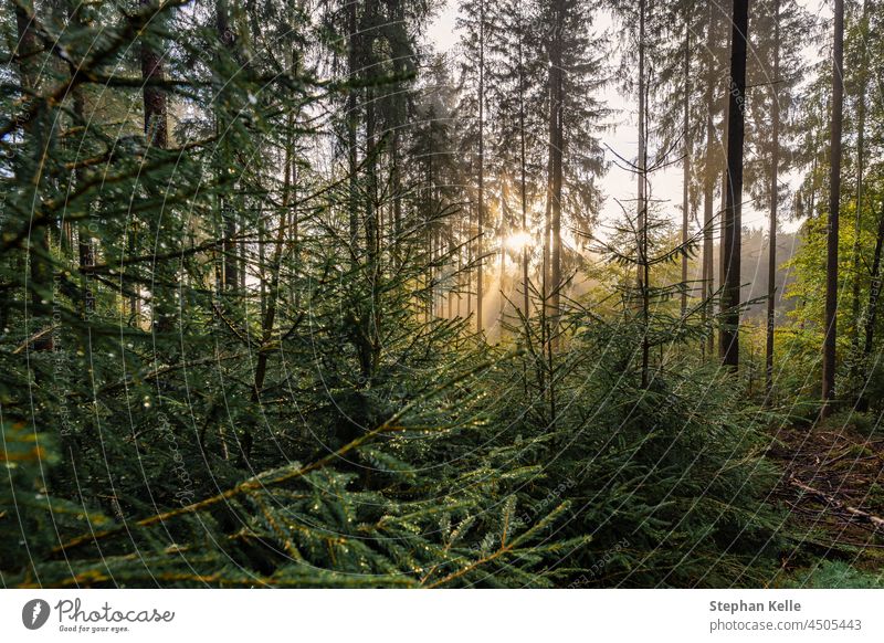 Sonnenstrahlen dringen durch den nebligen Herbstmorgen, schöne Natur in der nebligen Herbstzeit. Balken Wald Strahlen Sonnenschein Nebel wunderbar majestätisch