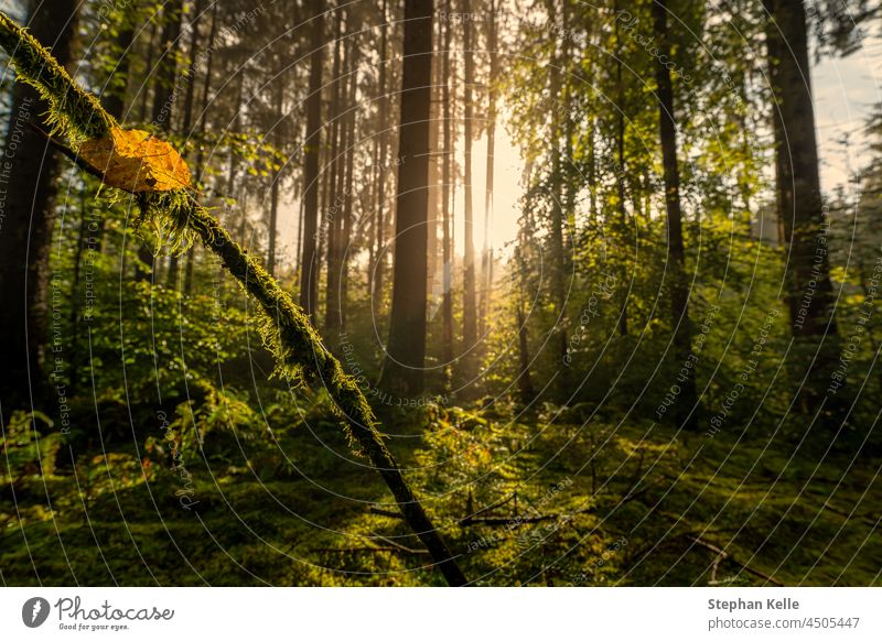 Helle Sonne scheint in den Wald mit einer besonderen Herzform in einem Blatt als Konzept für die Liebe der herbstlichen Jahreszeit. Form idyllisch Romantik