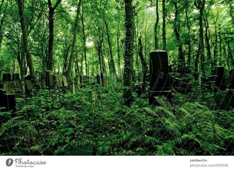 Friedhof Umwelt Natur Landschaft Pflanze Sommer Baum Gras Sträucher Efeu Farn Blatt Grünpflanze Wildpflanze Garten Park Wald Erholung Traurigkeit grün Gefühle