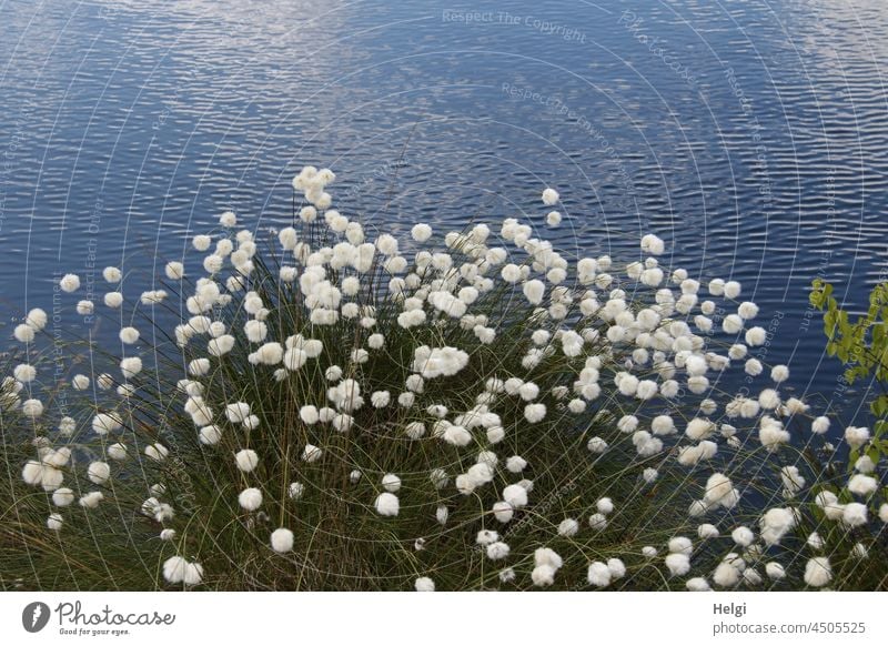 Scheiden-Wollgras mit Fruchtstand am Moorsee Hochmoor Sumpfgebiet Eriophorum Wollschopf Sauergrasgewächs Flauschbällchen Frühling schönes Wetter Natur