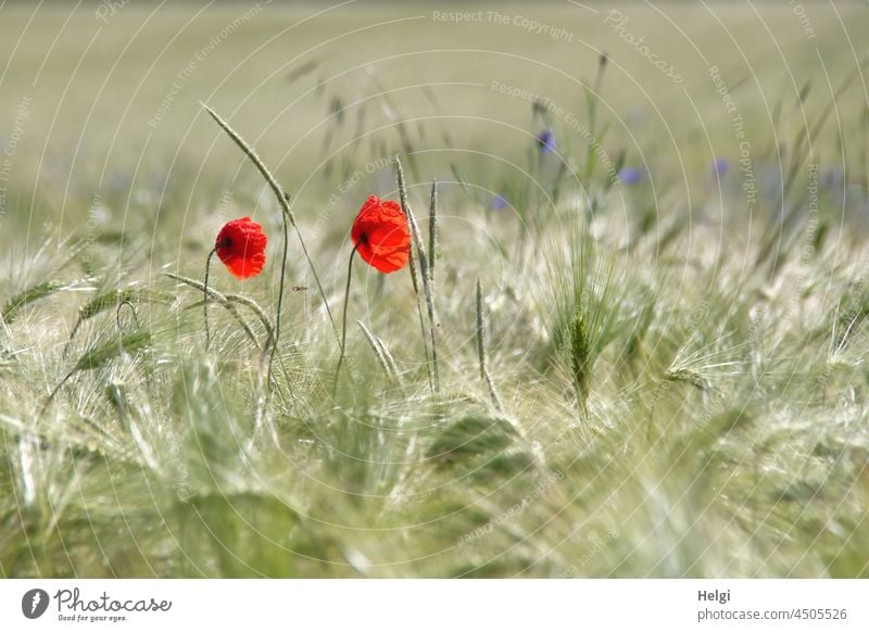 2800 am Mo(h)ntag | zwei rote Klatschmohnblüten und Gräser in einem unreifen Gerstenfeld Mohn Ackerbau Landwirtschaft Grashalm Blume Blüte Frühling Sonnenlicht