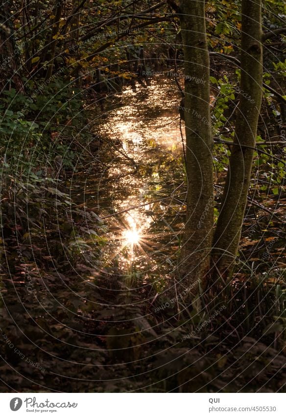 Ruhige Gewässer Teich Teichufer Sonnenlicht Sonnenstern Wasserspiegelung Weiher Natur Baum Bäume Park Dunkel Wasseroberfläche Refelxion Menschenleer Besinnunng