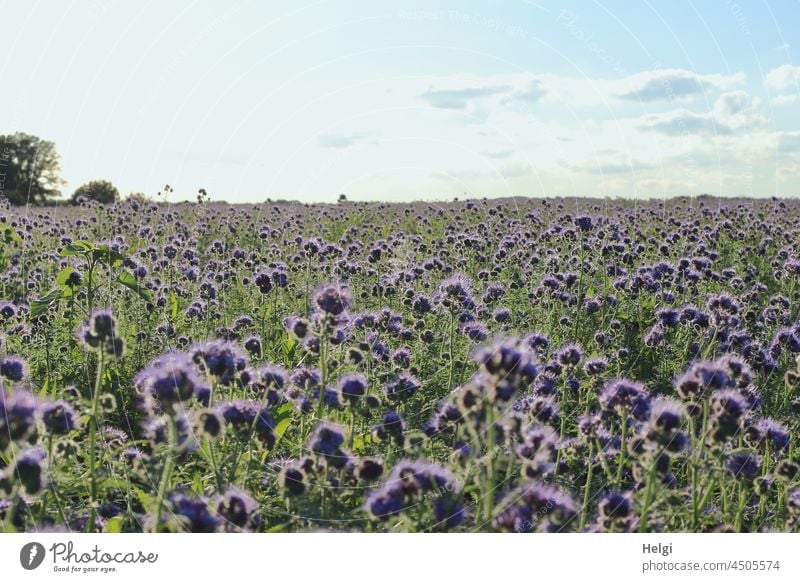 Herbstblüten - blühende Phacelia als Bodenverbesserer in der Landwirtschaft auf einem riesigen Feld Bienenweide Bienenfreund Büschelschön Büschelblume Acker