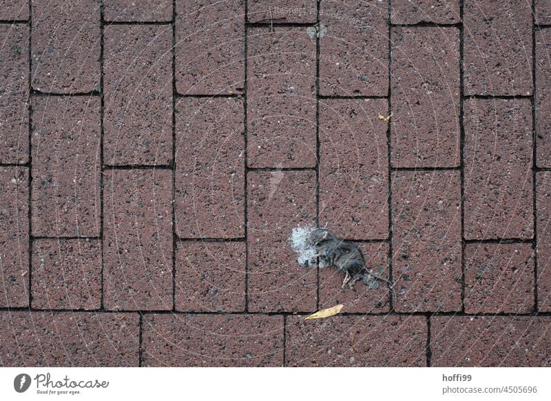 eine tote Maus auf dem Gehweg Totes Tier tot sein gestorben Vergänglichkeit Tod Traurigkeit liegen Ende Trauer Wildtier sterben Straße