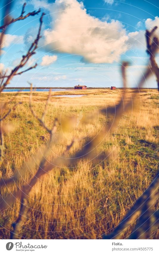 Landschaft am Limfjord in Dänemark Natur Umwelt Küste Fjord Gras Herbst gelb golden Außenaufnahme Himmel Farbfoto Menschenleer Wasser Tag Wolken