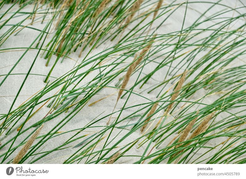 es klingt wie heimat | es riecht wie heimat | anfang und ende Meer Sand Dünengras Strandhafer Nordsee Küste Heimat Haiku Poesie Erholung Natur Landschaft