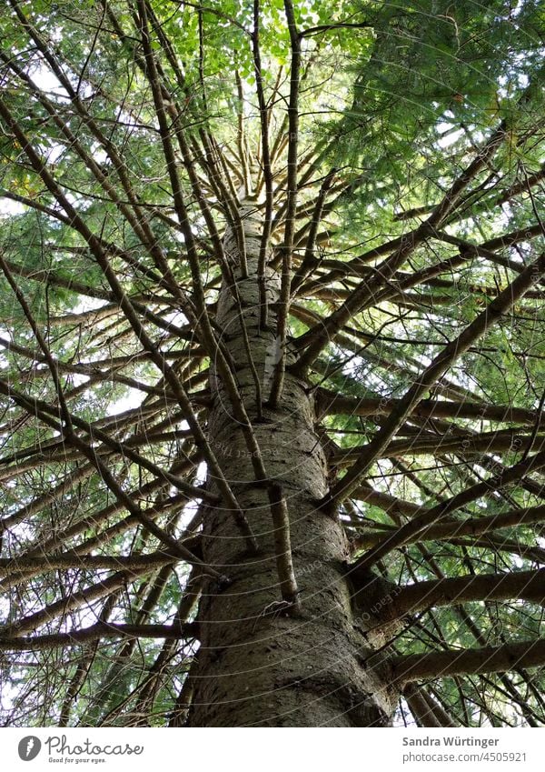 Baumstamm und Äste einer Tanne Wald Natur Zweige u. Äste Menschenleer Außenaufnahme Umwelt Pflanze Farbfoto Herbst Tag grün Ast Wandel & Veränderung natürlich