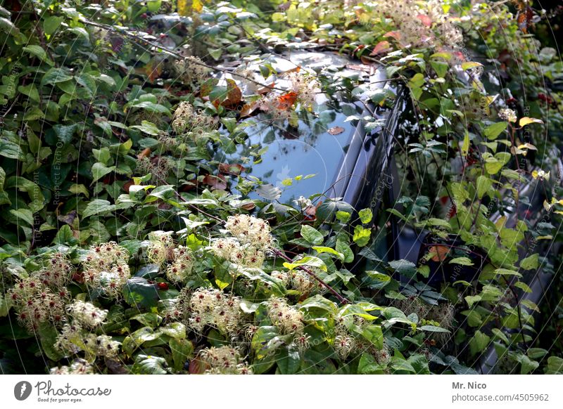 versteck I wer suchet der findet Fahrzeug PKW Auto zugewachsen Efeu Dschungel Automobil großstadtdschungel Unkraut Sträucher Gebüsch Wildwuchs bewachsen