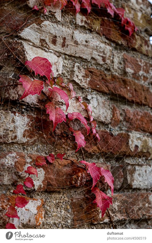 Herbstlich rote Pflanzenranke an Ziegelwand Wein Blatt Natur natürlich ranken Wilder Wein herbstlich Backsteinwand Herbstlaub lila Herbstfärbung Wand Ranke