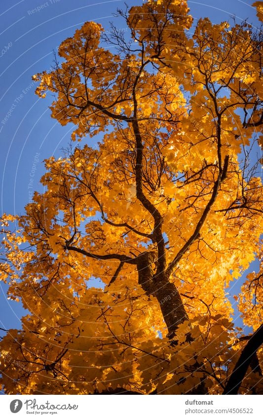 Blick in die herbstlich gelbe Baumkrone eins Laubbaums Herbst Blatt natürlich Pflanze Backsteinwand Herbstlaub lila Zweige u. Äste Herbstfärbung Mauer Wachstum