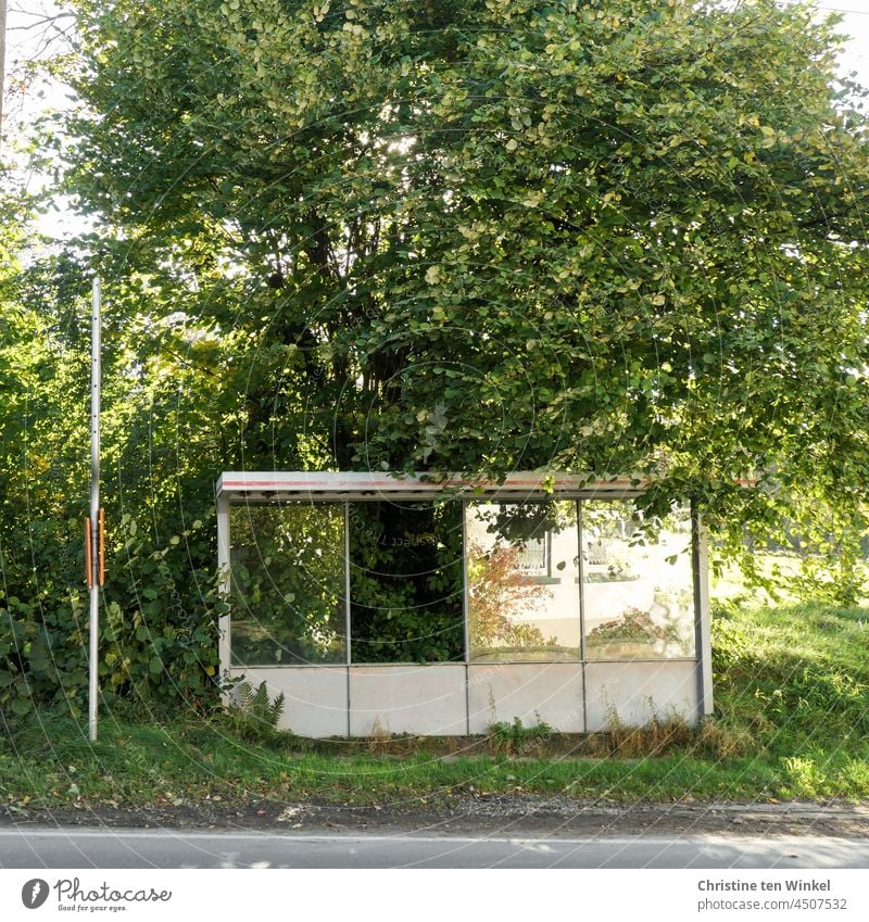 Bushaltestelle im Grünen mit Baum und Sträuchern. In den Scheiben des Wartehäuschens spiegeln sich die Fenster des Hauses gegenüber Spiegelung Glas