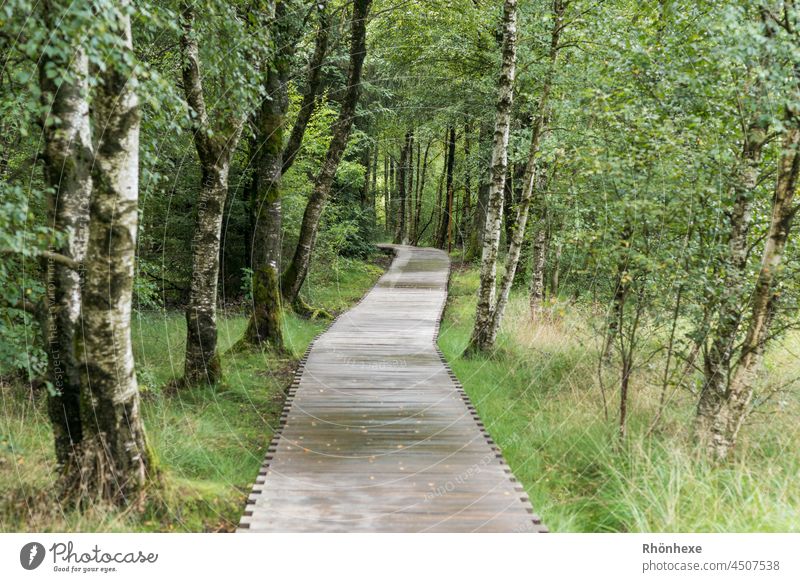 Der Bohlensteg im schwarzen Moor in der Rhön Bohlenweg Natur Landschaft Außenaufnahme Farbfoto Menschenleer Umwelt Sumpf Tag Wald Birkenwald Gedeckte Farben