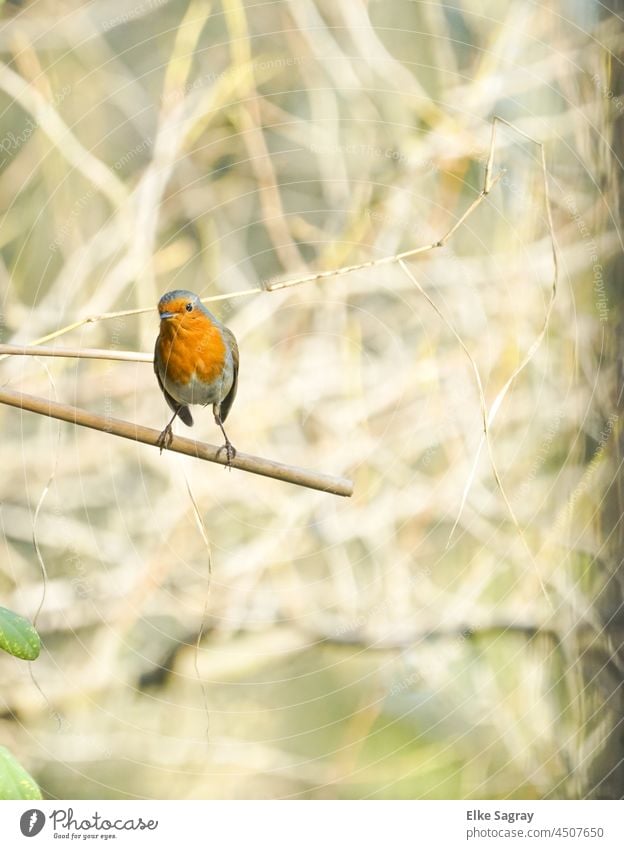 Rotkehlchen vor defussem Hintergrund Vogelfotografie Tier Natur Menschenleer Schwache Tiefenschärfe Außenaufnahme Farbfoto Tierporträt sitzen Wildtier Tag