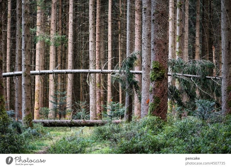 tatort | querschläger Wald Baum Sturm Sturmschaden Umwelt Baumstamm Klimawandel Holz Querschläger Umsturz gefallen umgestürzt