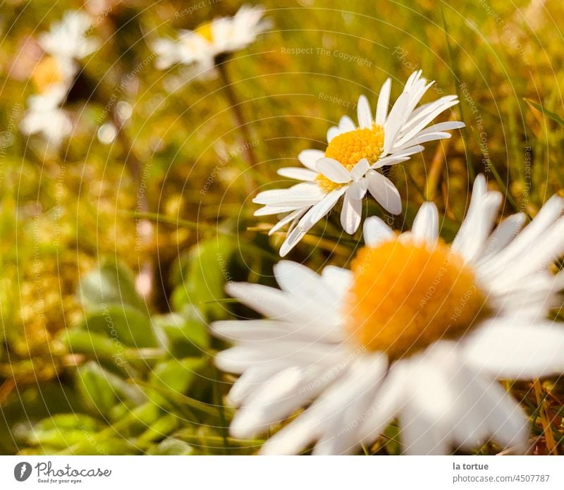 Blumenwiese Macro Gänseblümchen Sommer Frühling Frühlingsblume Wiese weiß Gras Außenaufnahme gelb Nahaufnahme Blühend schön Natur Schwache Tiefenschärfe