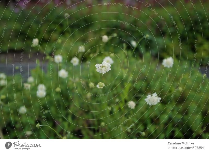 Weisse Blumen auf grünem Wegesrand Wiese Natur Pflanze Blüte Sommer Blühend Garten Farbfoto Frühling Außenaufnahme Blumenwiese Gras Wiesenblume Umwelt natürlich