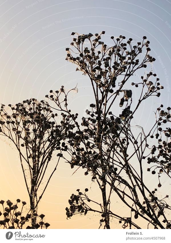 Gräser im Gegenlicht Gras verblüht Herbst Himmel Pastellfarben Scherenschnitt Pflanze Natur Farbfoto Tag Farbverlauf Außenaufnahme