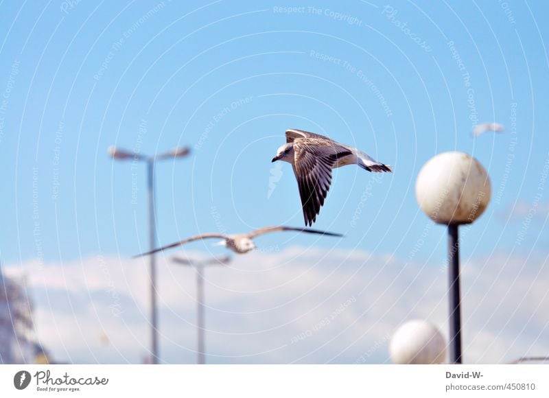 flying Sommer Himmel Hafenstadt Wildtier Vogel Flügel Möwe 1 Tier 2 fliegen Blick blau Umwelt achtsam Farbfoto mehrfarbig Außenaufnahme Textfreiraum oben Tag