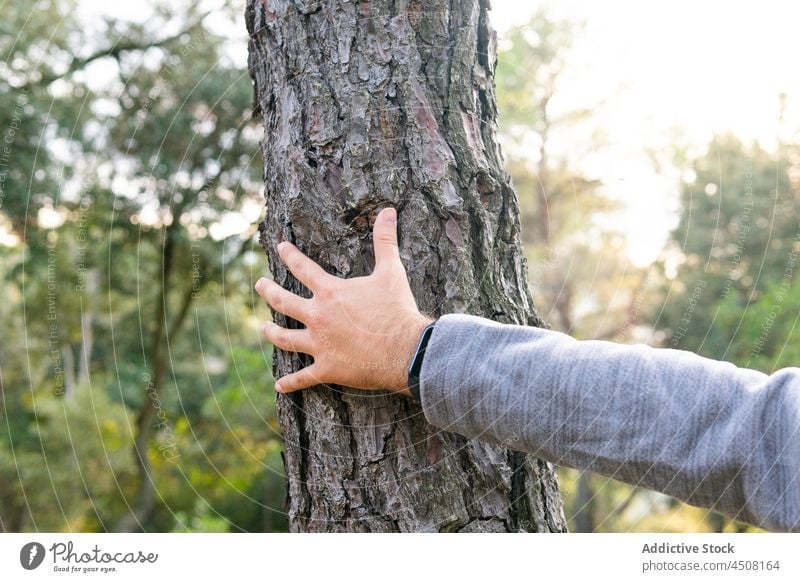 Ein Mann berührt einen Baumstamm in einem grünen Wald berühren Kofferraum Wanderer Natur Ausflug Rinde Wälder Reisender Abenteuer männlich Hand Wanderung