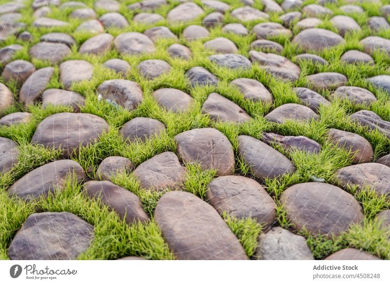 Gepflasterte Straße mit Gras zwischen den Steinen Felsen Straßenbelag Flora vegetieren natürlich Wachstum botanisch Sommer Stadt frisch Spanien Cordoba grün