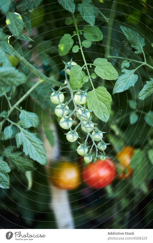 Strauß Kirschtomaten an einer Pflanze Ast Ackerbau Bauernhof kultivieren unreif Gemüse Landschaft vegetieren Wachstum Schonung Ackerland wachsen Flora Vorbau