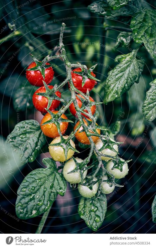 Strauß Kirschtomaten an einer Pflanze Ast Ackerbau Bauernhof kultivieren unreif Gemüse Landschaft vegetieren Wachstum Schonung Ackerland wachsen Flora Vorbau