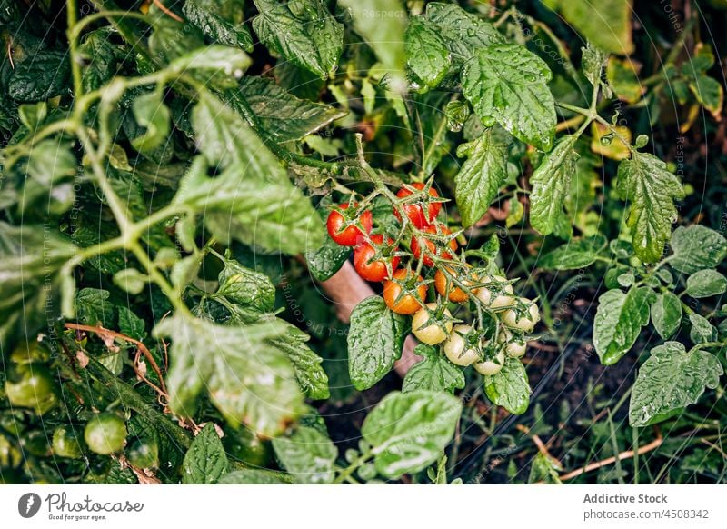 Strauß Kirschtomaten an einer Pflanze Ast Ackerbau Bauernhof kultivieren unreif Gemüse Landschaft vegetieren Wachstum Schonung Ackerland wachsen Flora Vorbau